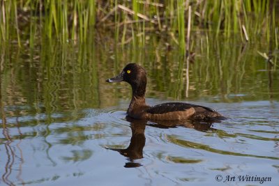 Aythya fuligula / Kuifeend / Tufted duck