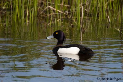 Aythya fuligula / Kuifeend / Tufted duck