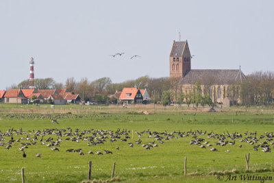 Branta Bernicla / Rotgans / Brent Goose