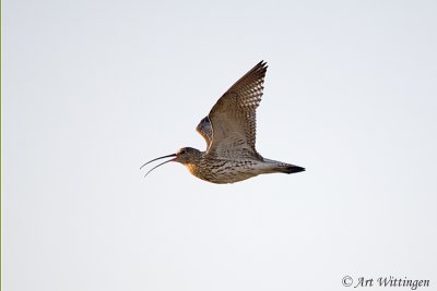 Numenius Arquata / Wulp / Eurasian Curlew