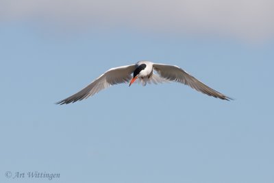 Sterna Hirundo / Visdief / Common Tern