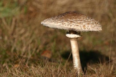 Macrolepiota procera /  Grote Parasolzwam /  Parasol