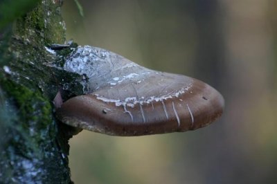 Piptoporus betulinus / Berkenzwam / Birch polypore