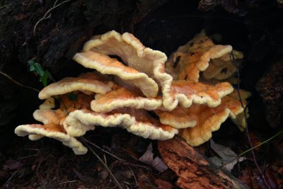 Laetiporus sulphureus / Zwavelzwam