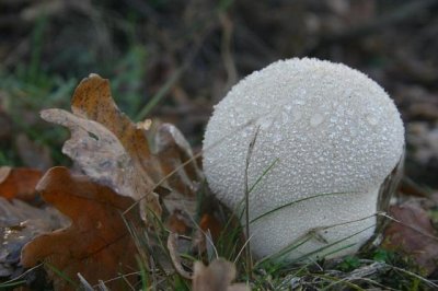 Calvatia excipuliformis / Plooivoetstuifzwam