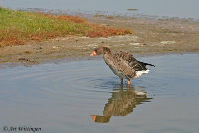 Anser anser / Grauwe gans / Greylag Goose