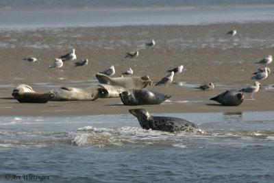 Halichoerus Grypus / Grijze Zeehond / Grey Seal