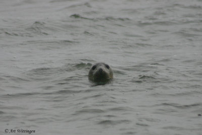 Phoca vitulina / Gewone Zeehond / Common seal  