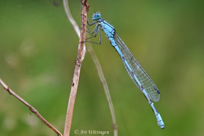 Enallagma cyathigerum / Watersnuffel / Common blue damselfly