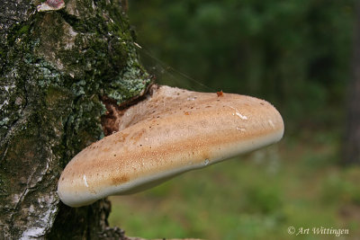 Piptoporus betulinus / Berkenzwam / Birch polypore