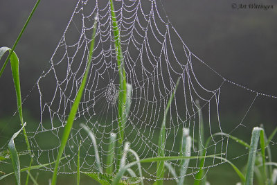 Spinneweb / Spider web