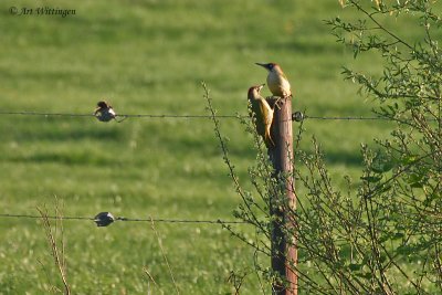 Picus Virdis / Groene Specht / Green Woodpecker