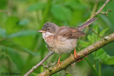 Sylvia Communis / Grasmus / Common Whitethroat