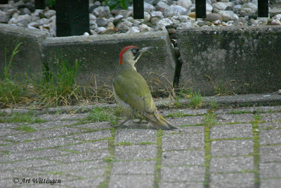 Picus Virdis / Groene Specht / Green Woodpecker