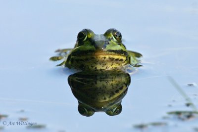 Rana esculenta / Groene Kikker / Edible Frog