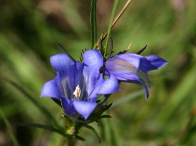 Gentiana pneumonanthe / Klokjesgentiaan / Marsh Gentian