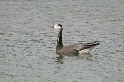 Anser indicus / Indische gans / Barheaded goose