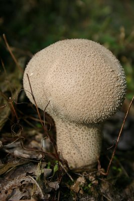 Lycoperdon perlatum / Parelstuifzwam / Common puffball