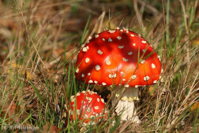 Amanita Muscaria / Vliegenzwam / Fly Agaric