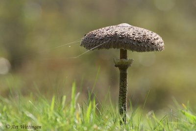 Macrolepiota procera / Grote Parasolzwam / Parasol