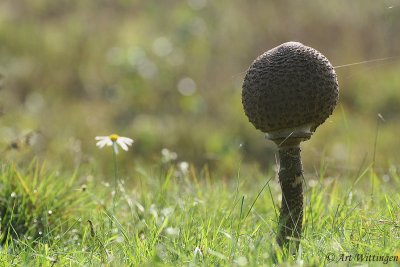 Macrolepiota procera / Grote Parasolzwam / Parasol