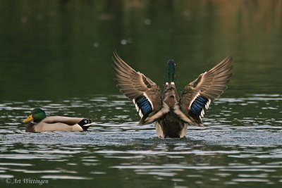 Anas Platyrhynchos / Wilde Eend / Mallard