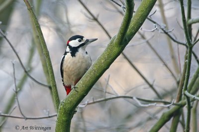 Dendrocopos Major / Grote Bonte Specht / Great Spotted Woodpecker