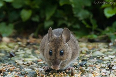 Apodemus sylvaticus / Bosmuis / Wood mouse