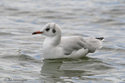 Chroicocephalus ridibundus / Kokmeeuw / Black headed Gull