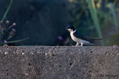 Delichon urbica / Huiszwaluw / House Martin