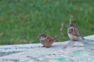 Italiaanse mus / Italian Sparrow