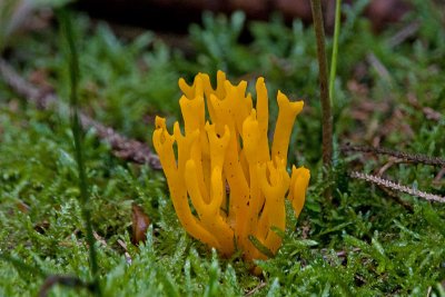 Calocera viscosa / Kleverige koraalzwam