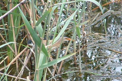 Ixobrychus minutus / Woudaap / Little Bittern