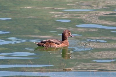 Aythya fuligula / Kuifeend / Tufted duck