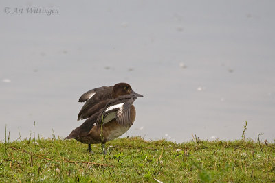 Aythya fuligula / Kuifeend / Tufted duck