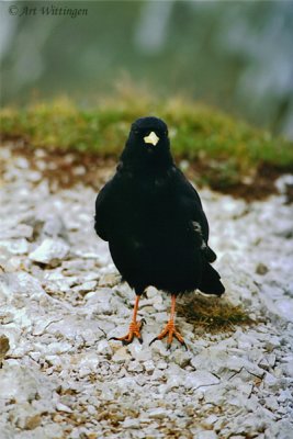 Pyrrhocorax pyrrhocorax / Alpenkauw / Chough