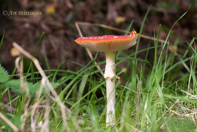 Amanita Muscaria / Vliegenzwam / Fly Agaric