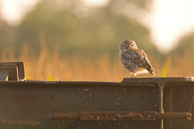 Athene noctua / Steenuil / Little owl