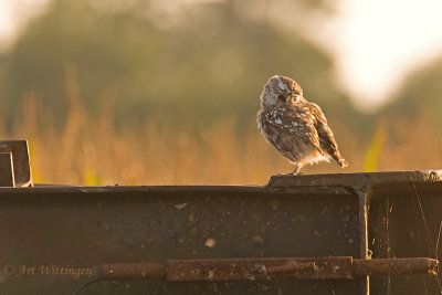 Athene noctua / Steenuil / Little owl