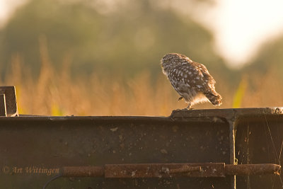 Athene noctua / Steenuil / Little owl