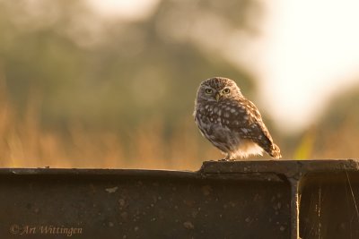 Athene noctua / Steenuil / Little owl