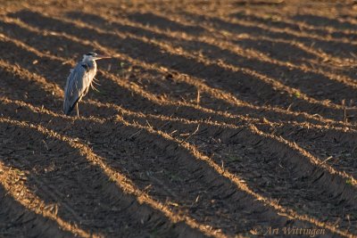 Ardea Cinerea / Blauwe Reiger / Grey Heron