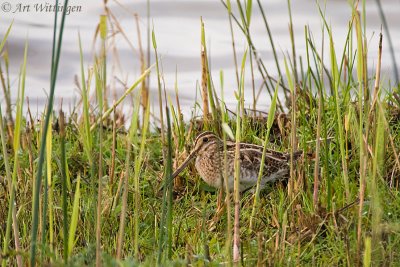 Gallinago gallinago / Watersnip / Snipe