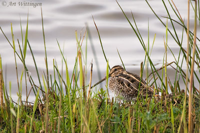 Gallinago gallinago / Watersnip / Snipe