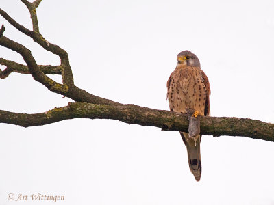 Falco Tinnunculus / Torenvalk / Kestrel