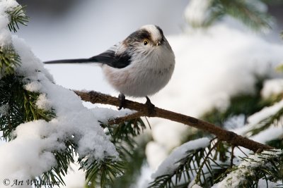 Aegithalos caudatus / Staartmees / Long-tailed Tit