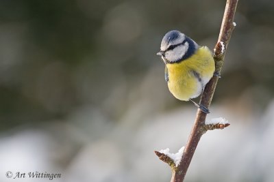 Cyanistes caeruleus / Pimpelmees / Blue Tit