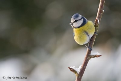 Cyanistes caeruleus  / Pimpelmees / Blue Tit