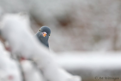 Columba palumbus / Houtduif / Wood pigeon