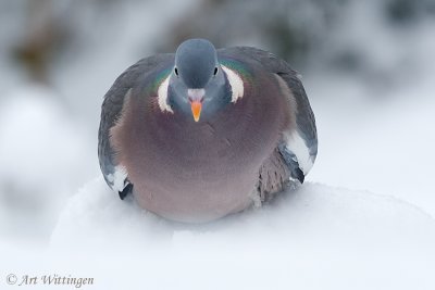 Columba palumbus / Houtduif / Wood pigeon